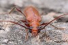 tesařík (Brouci), Obrium cantharinum, Cerambycidae, Obriini (Coleoptera)